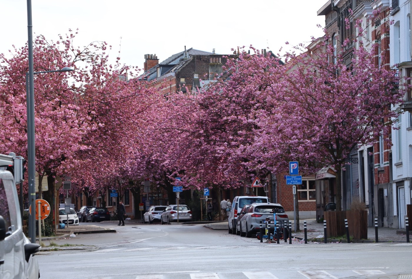 Spring Blossom Street