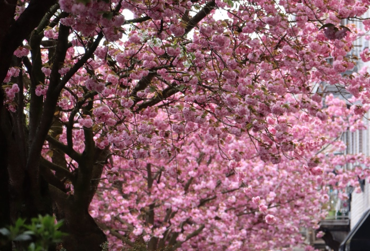 Cherry Blossom Walk