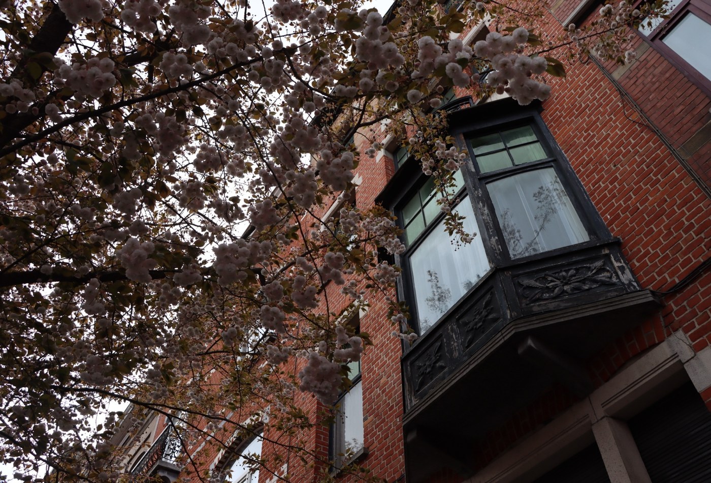Brick Façade & Blossom