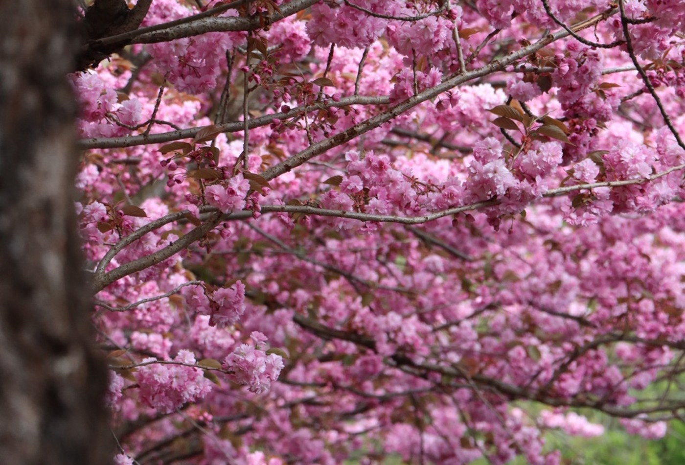 Floral Close-up Mood